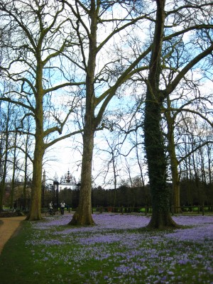 Image Thumbnail