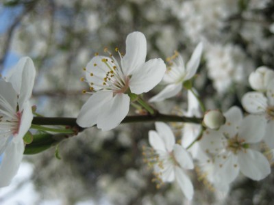 Image Thumbnail