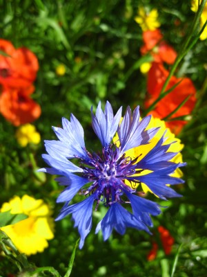 Image Thumbnail