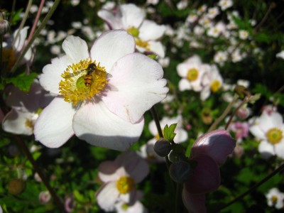 Image Thumbnail