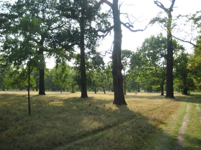 Image Thumbnail